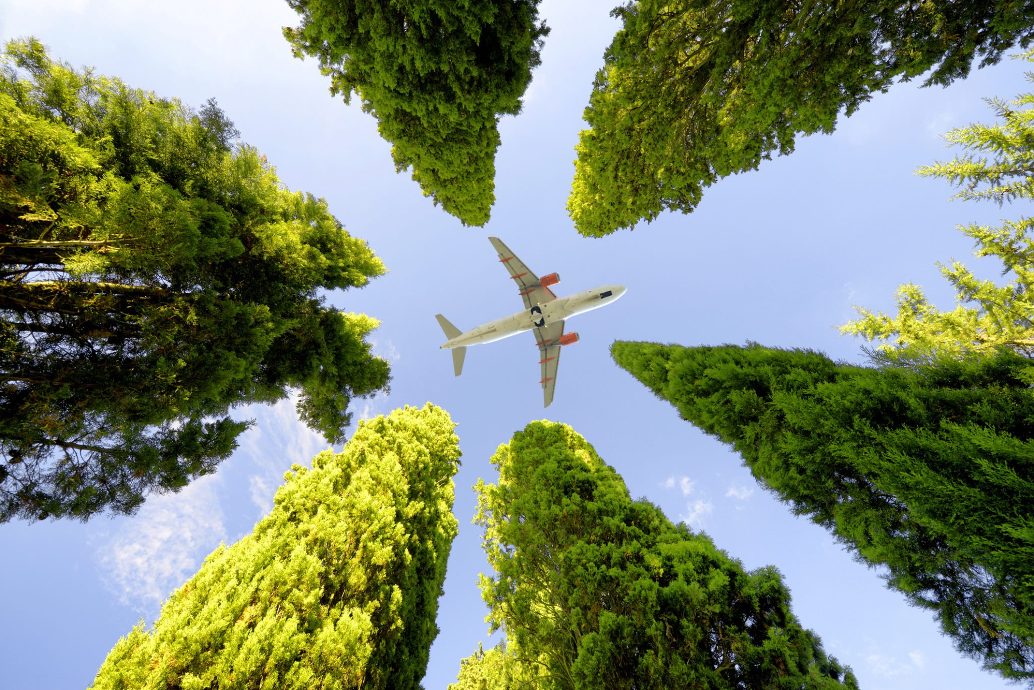 Tobacco, Oil and Sugar for Greener Airplane Travel